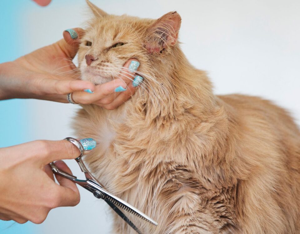 long hair cat getting trimmed with scissors