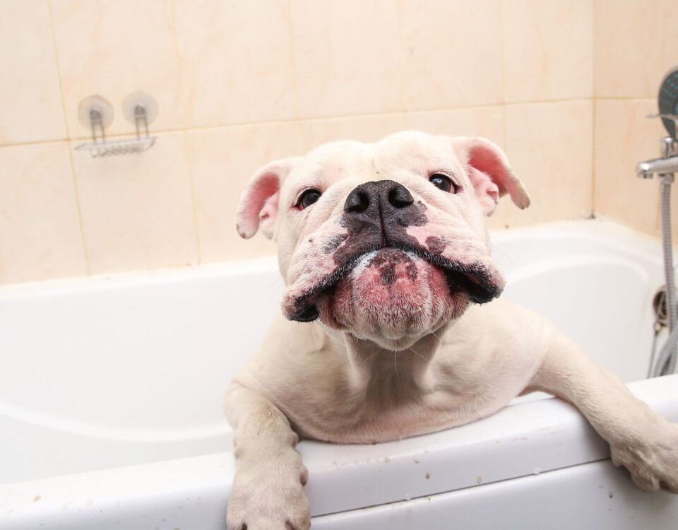 smiling dog in a bathtub