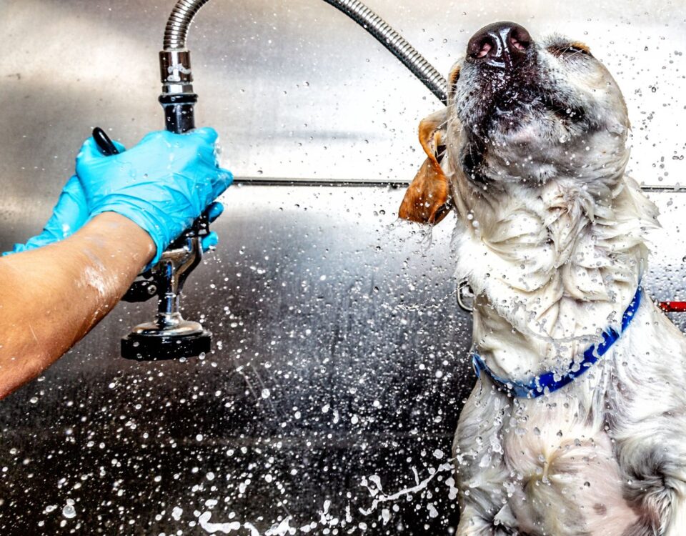 Dog being washed in a groomer's bathtub