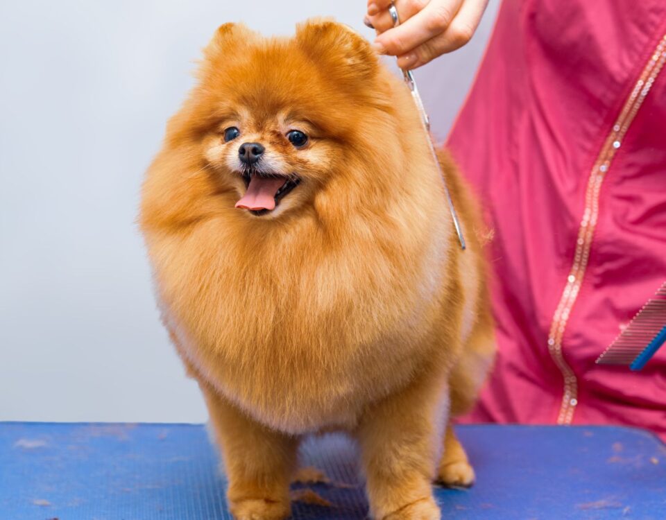 Pomeranian dog getting a hair cut at the groomer