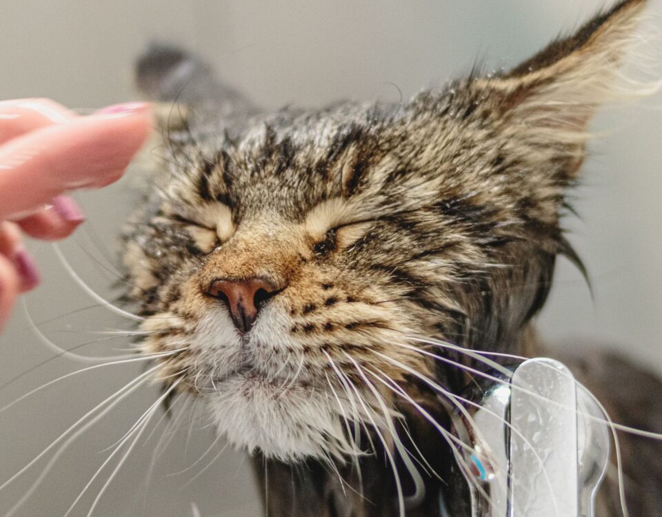 cat getting a shower