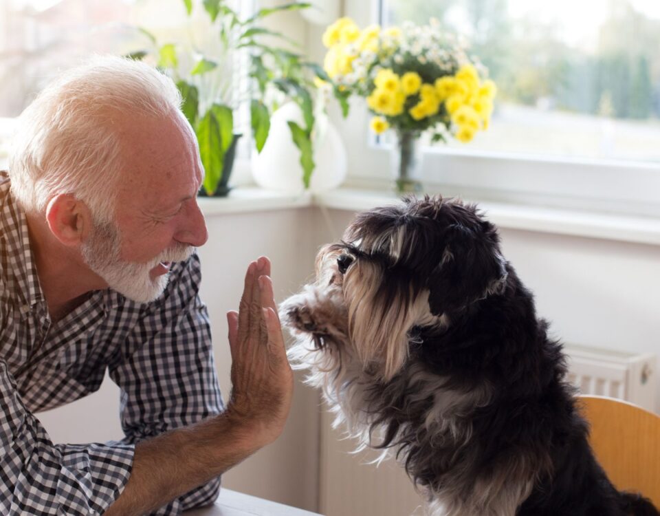 Person high-fiving with a dog
