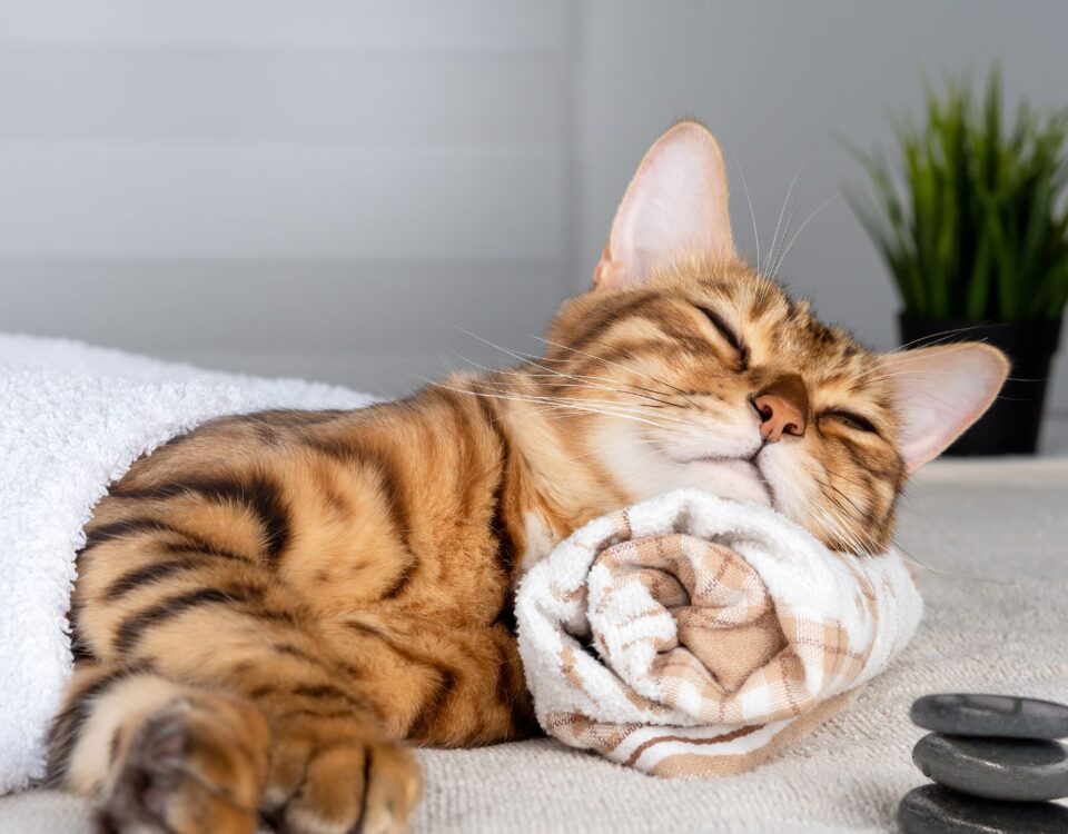 Cat lying on a rolled up towel pillow in a spa environment