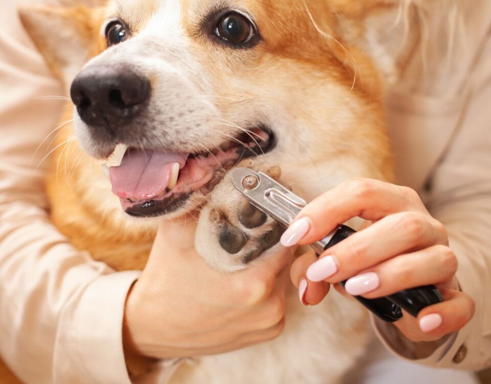 dog getting nails trimmed