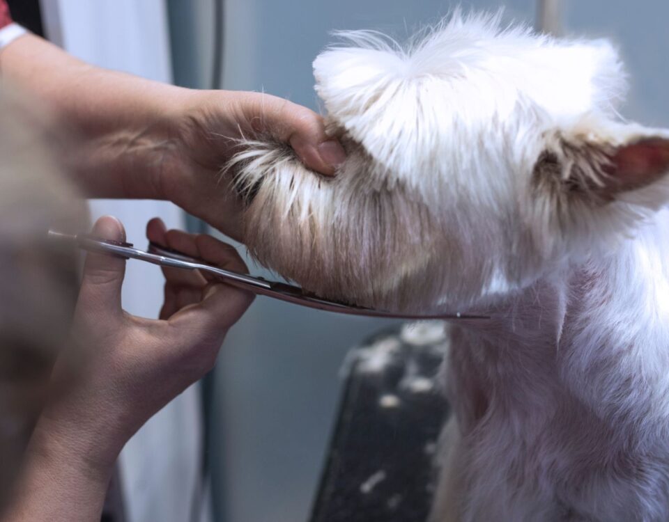 dog getting a hair cut
