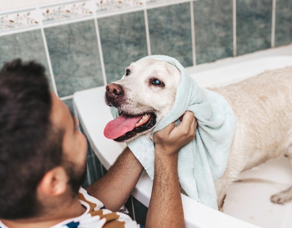 smiling dog wrapped in towel