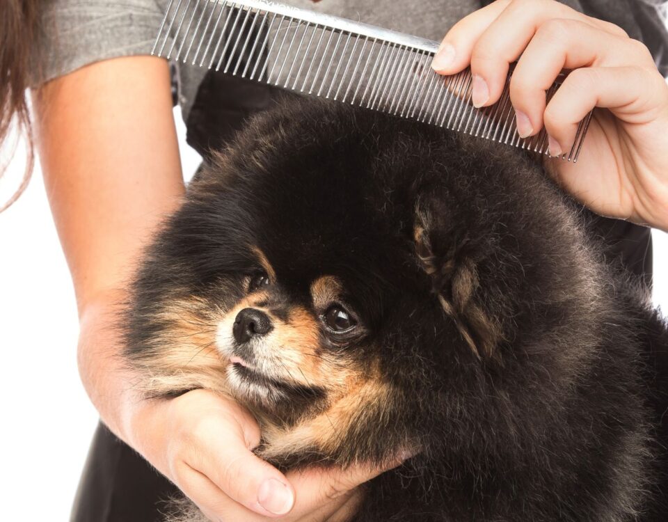 fluffy dog being combed