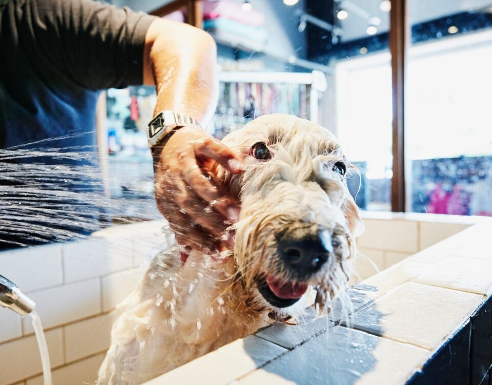 dog getting bathed in bathtub