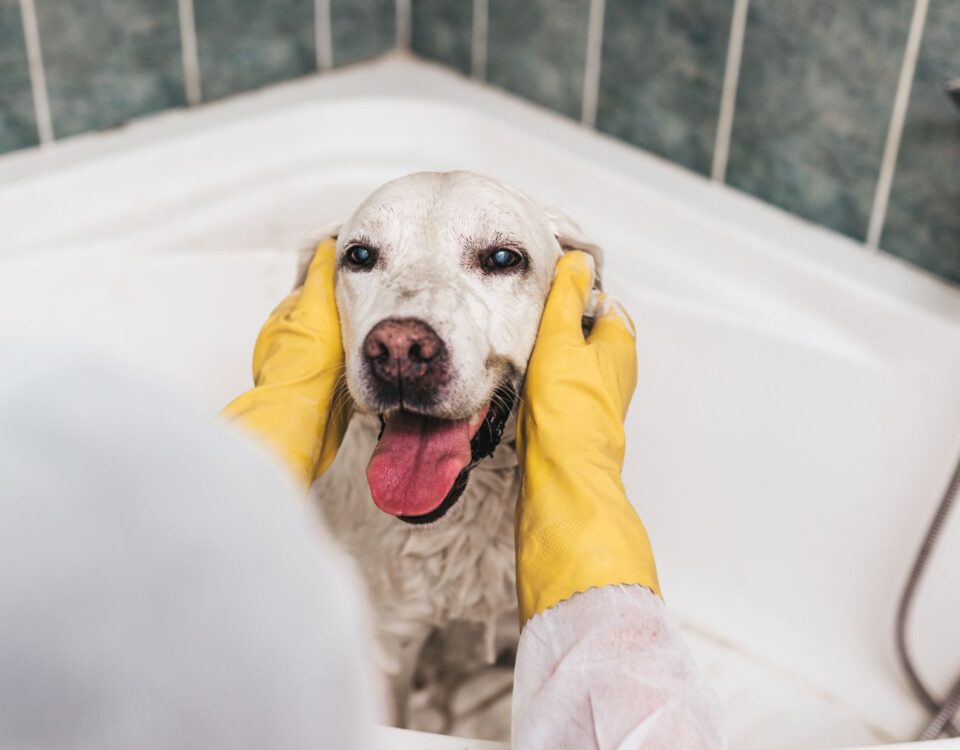 dog getting bathed by owner in bathtub