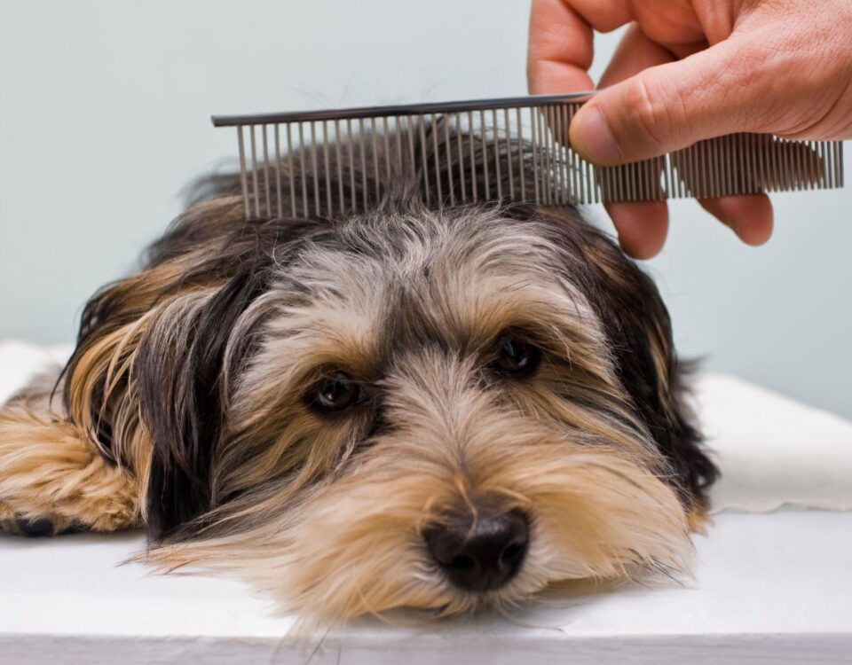 small dog being combed