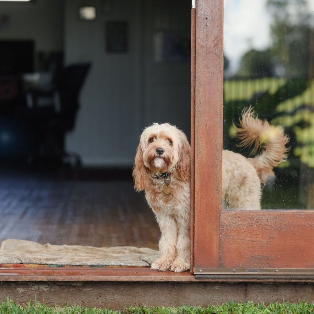 dog waiting a door