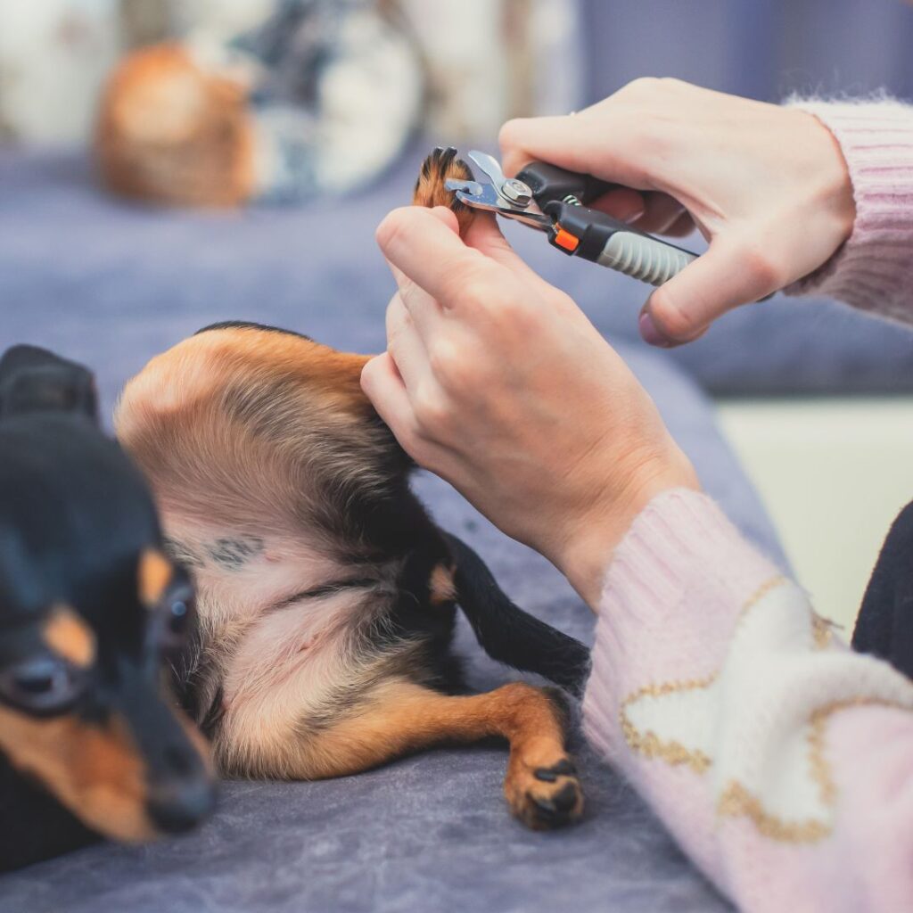 small dog getting nails trimmed