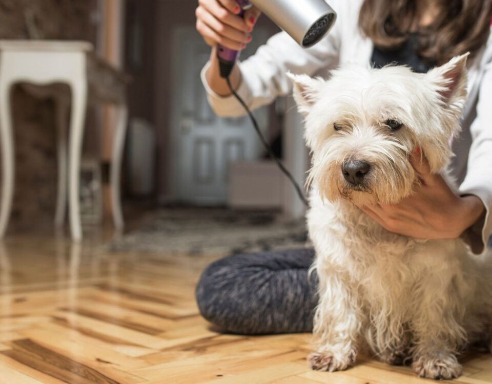 person blow drying dog while sitting on floor