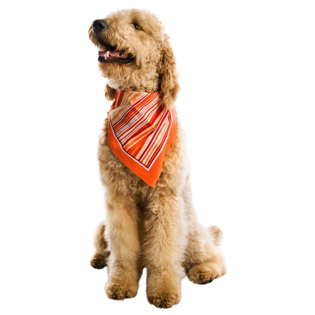 Doodle dog wearing a neck bandana