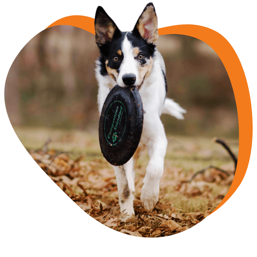 Dog caring a frisbee