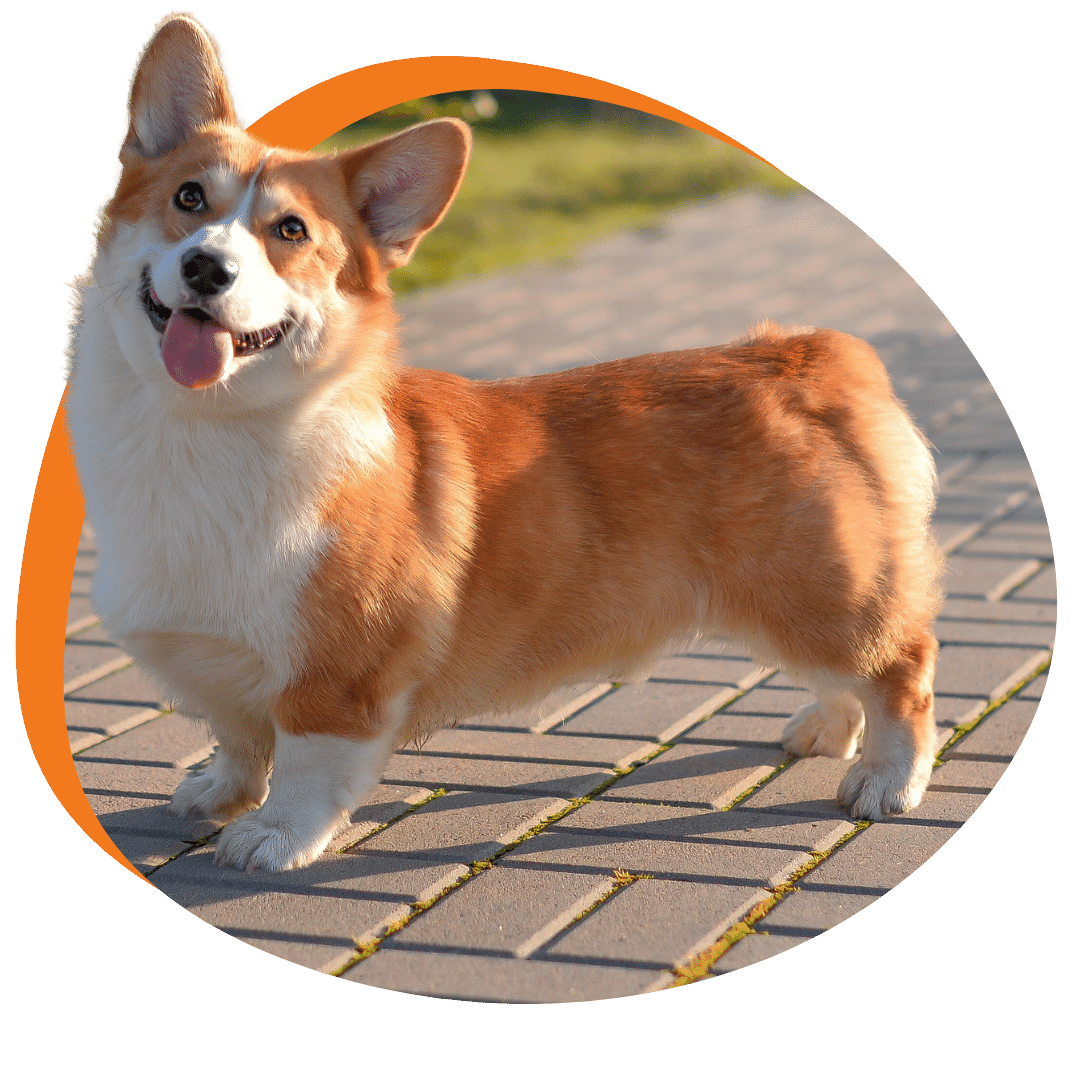 Corgi with happy expression standing outside in the sun