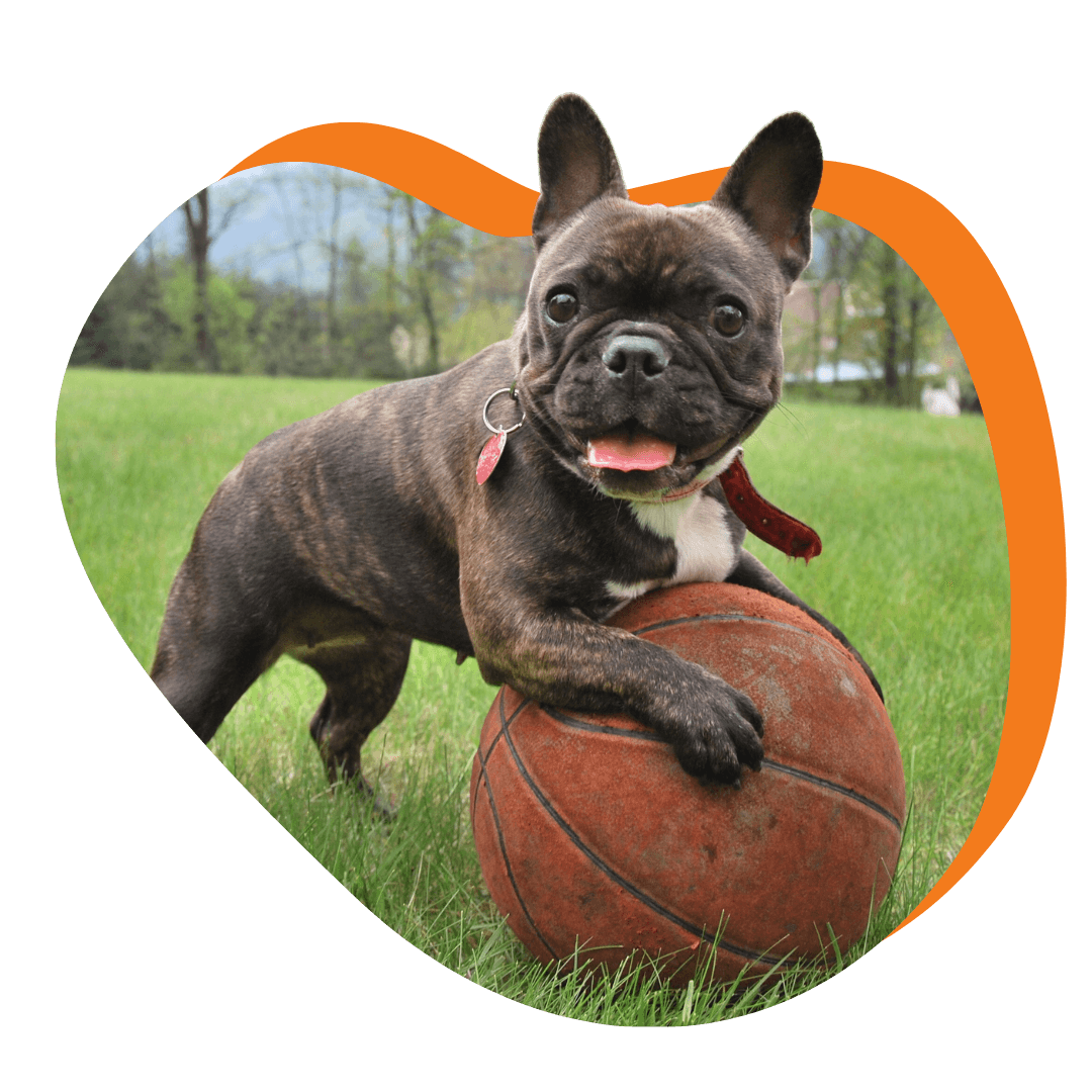 a french bulldog playing with a basketball