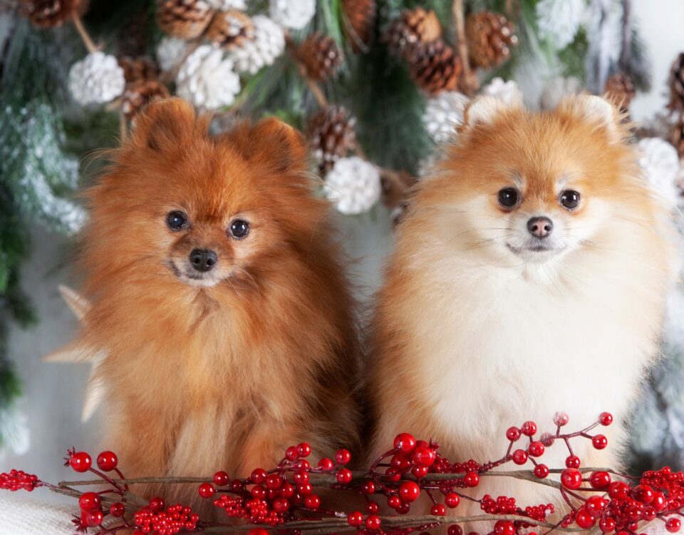 Two dogs sitting in front of Christmas garland