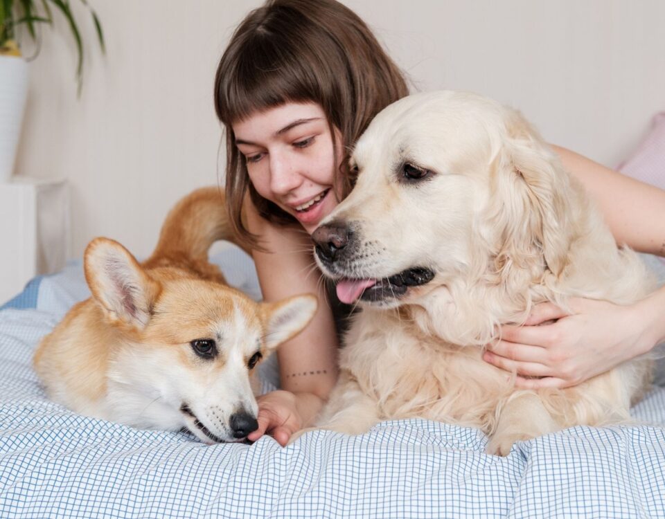 Person relaxing in bed with two dogs