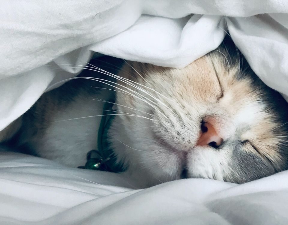 a cat sleeping under a blanket