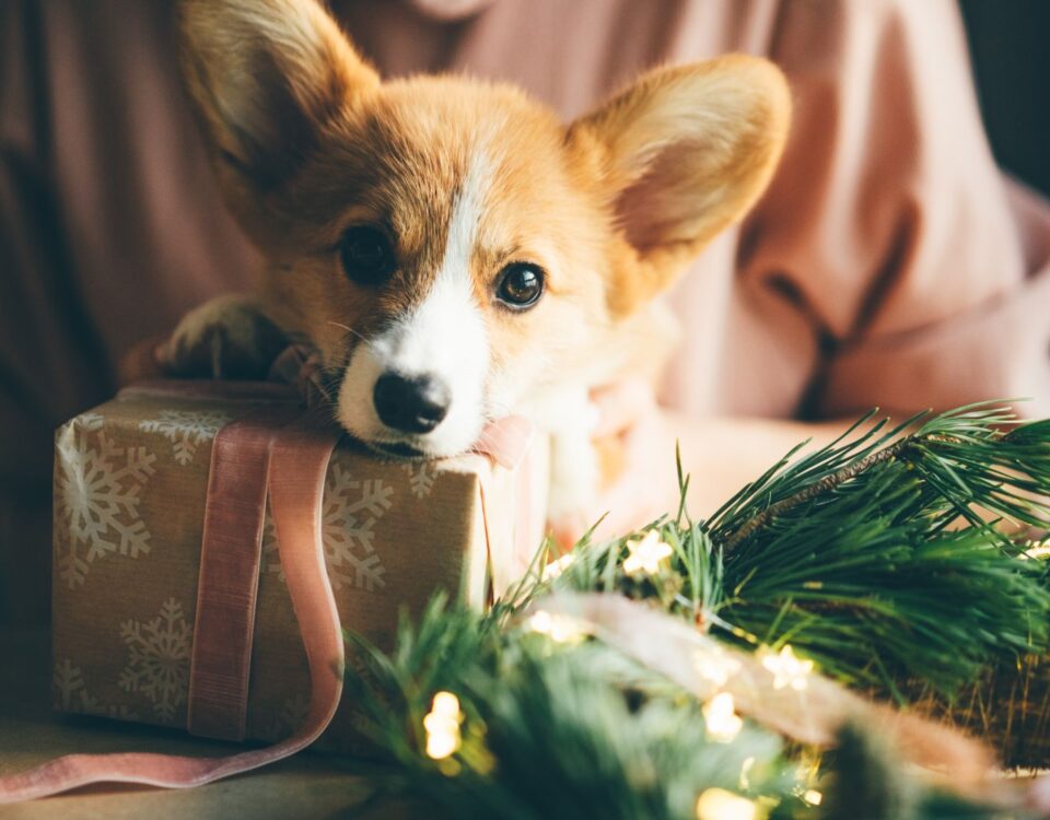 Corgi dog leaning on a Christmas present