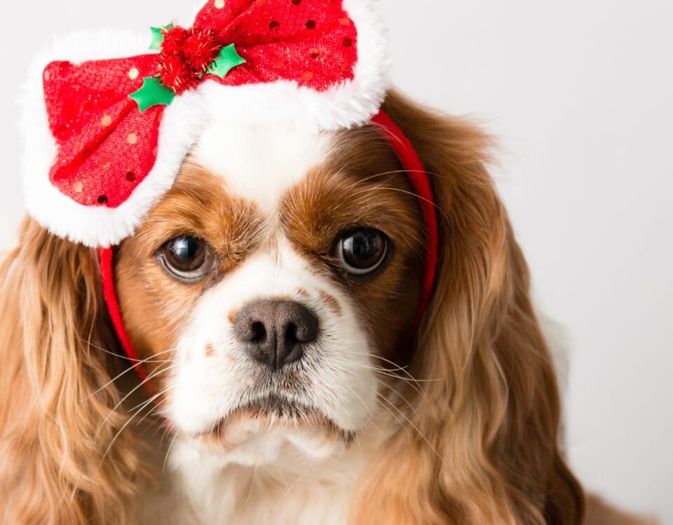 Dog wearing a Christmas bow headband