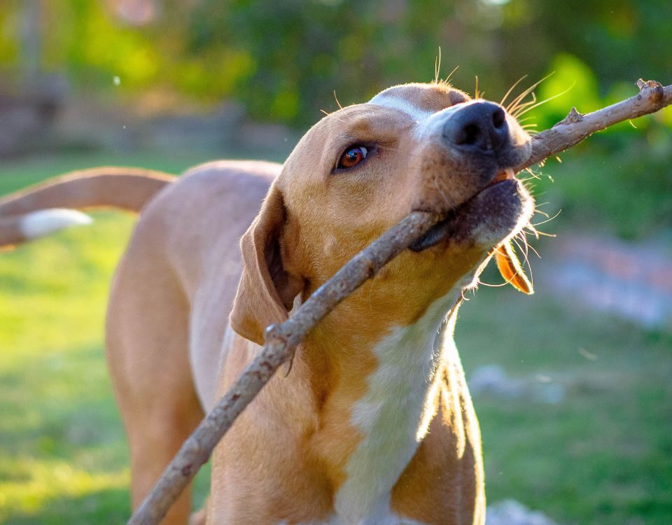 a dog carrying a stick