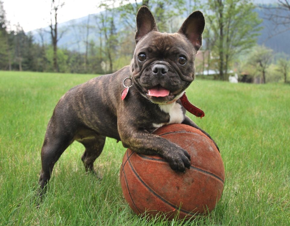 a french bulldog playing with a basketball outside