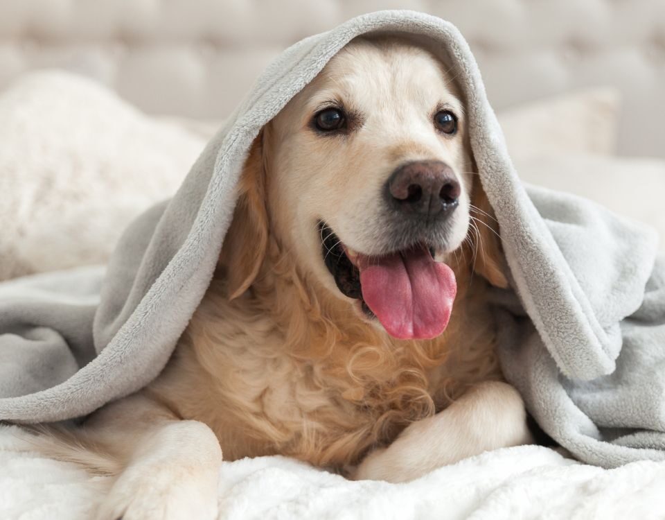 a dog laying under a blanket