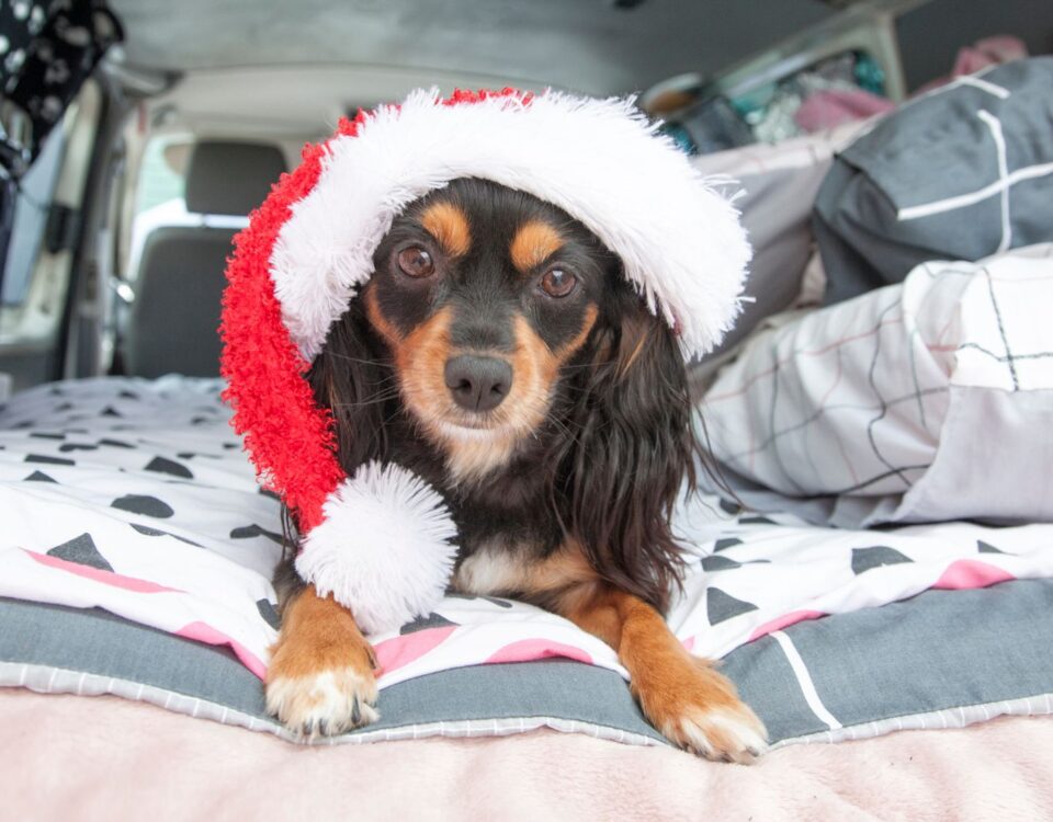 Dog wearing a Santa hat