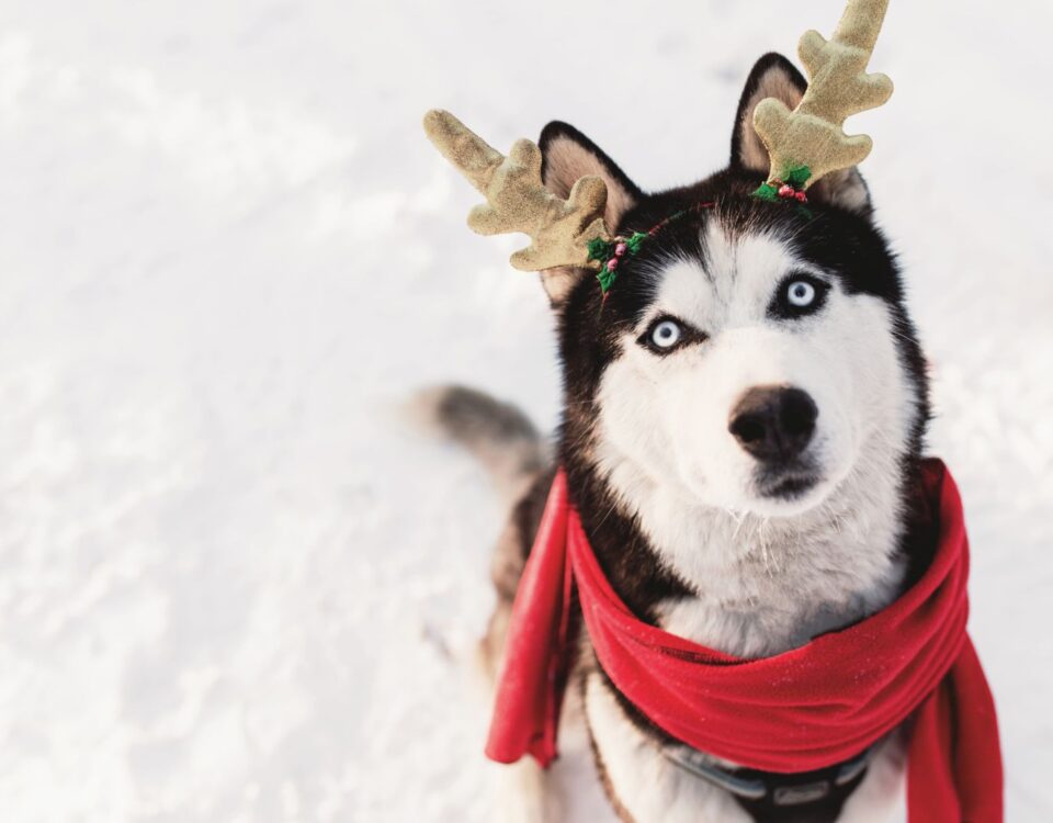 Dog wearing a scarf and reindeer antlers
