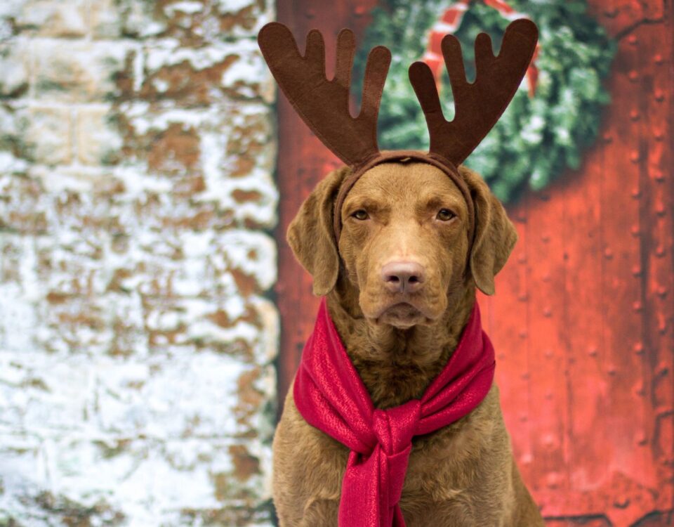 A dog wearing a red scarf and reindeer antlers