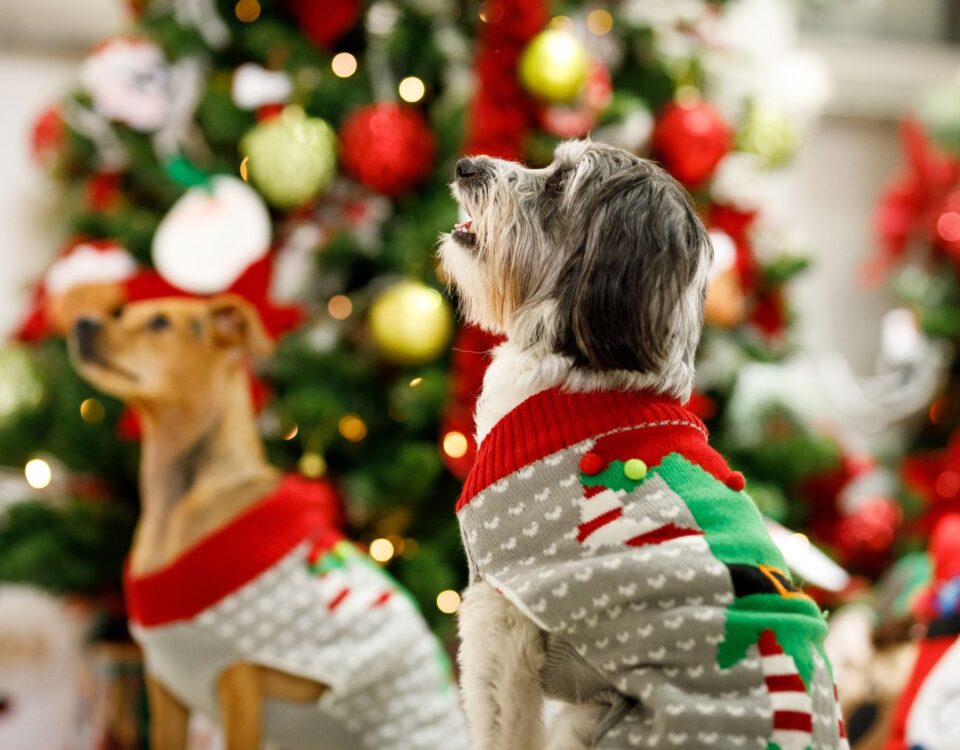 Dogs wearing sweaters while sitting by a Christmas tree