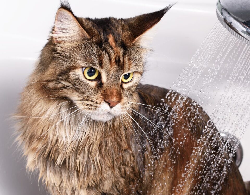 Cat being bathed with a shower head