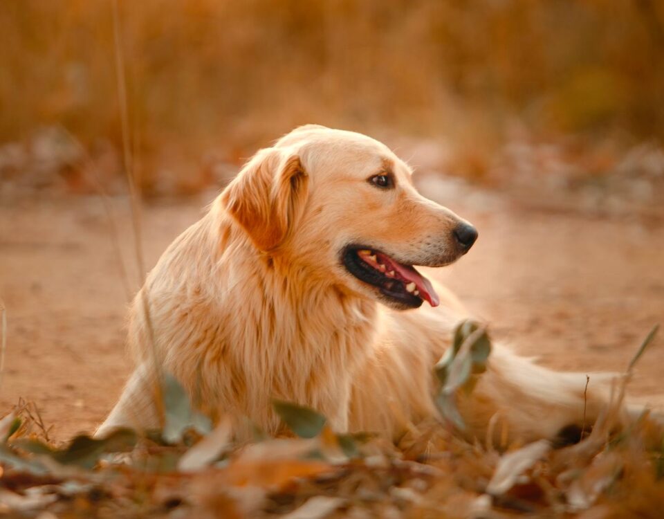 Golden retriever dog lying outside