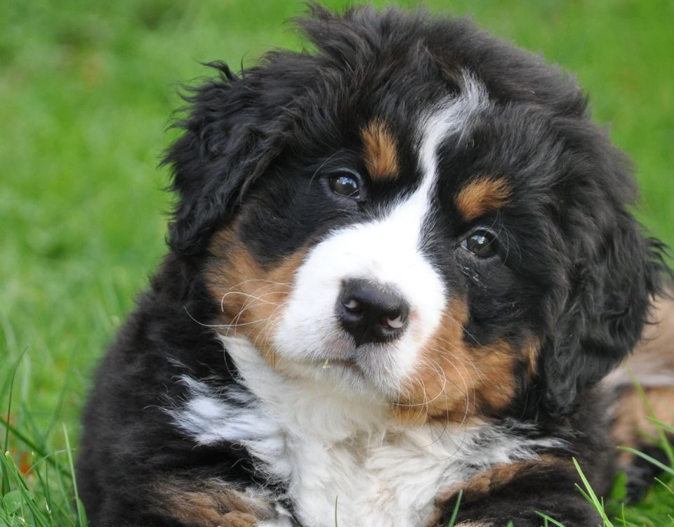 a Bernese Mountain puppy laying in the grass