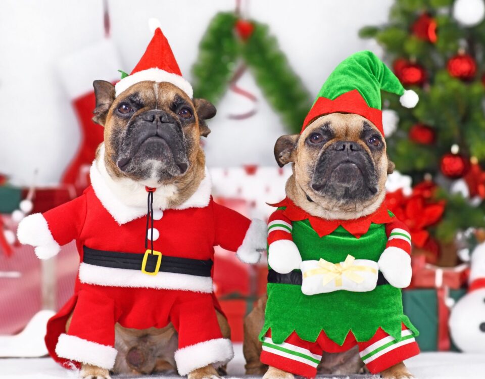 Dogs wearing elf costumes