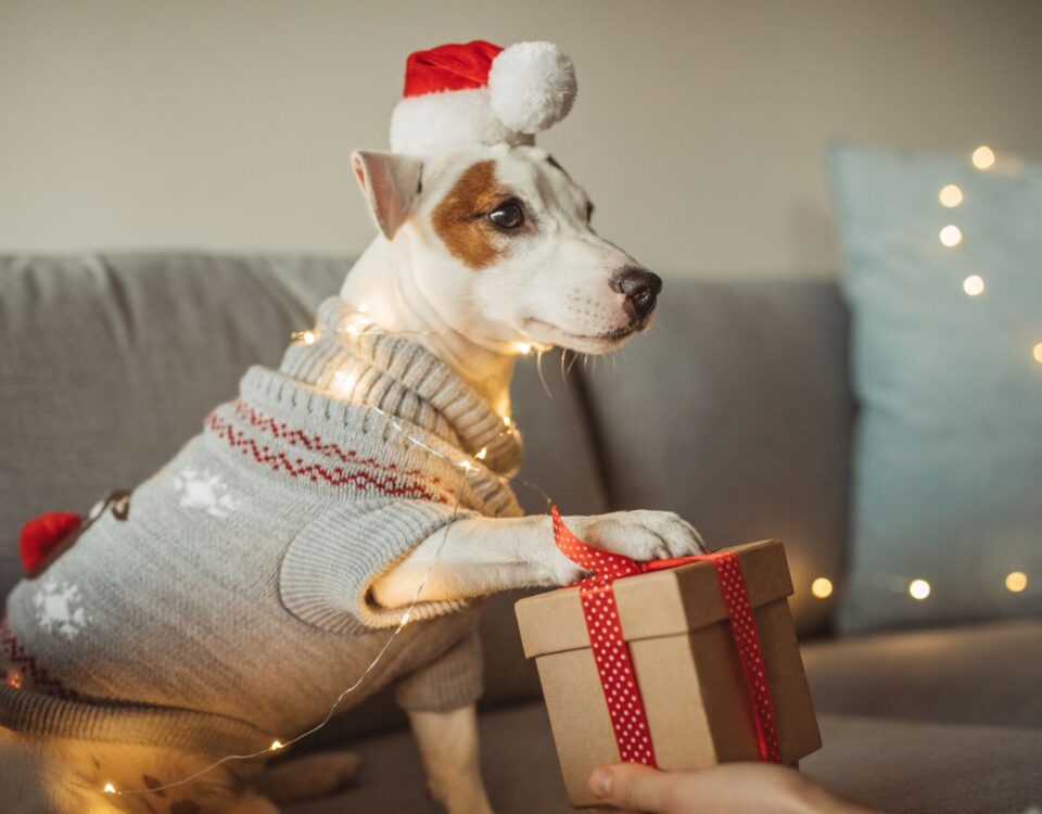 Dog wearing a Christmas outfit and putting paw on a present