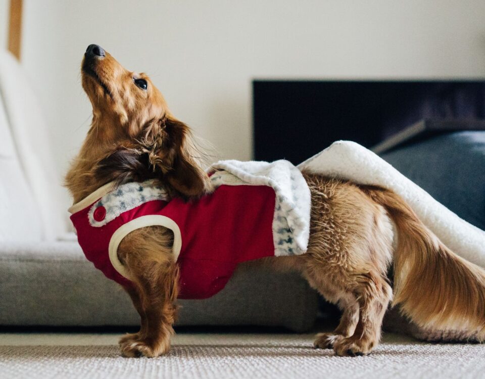 Dog wearing a sweater