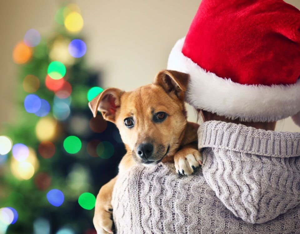 Dog being held by someone wearing a Santa hat