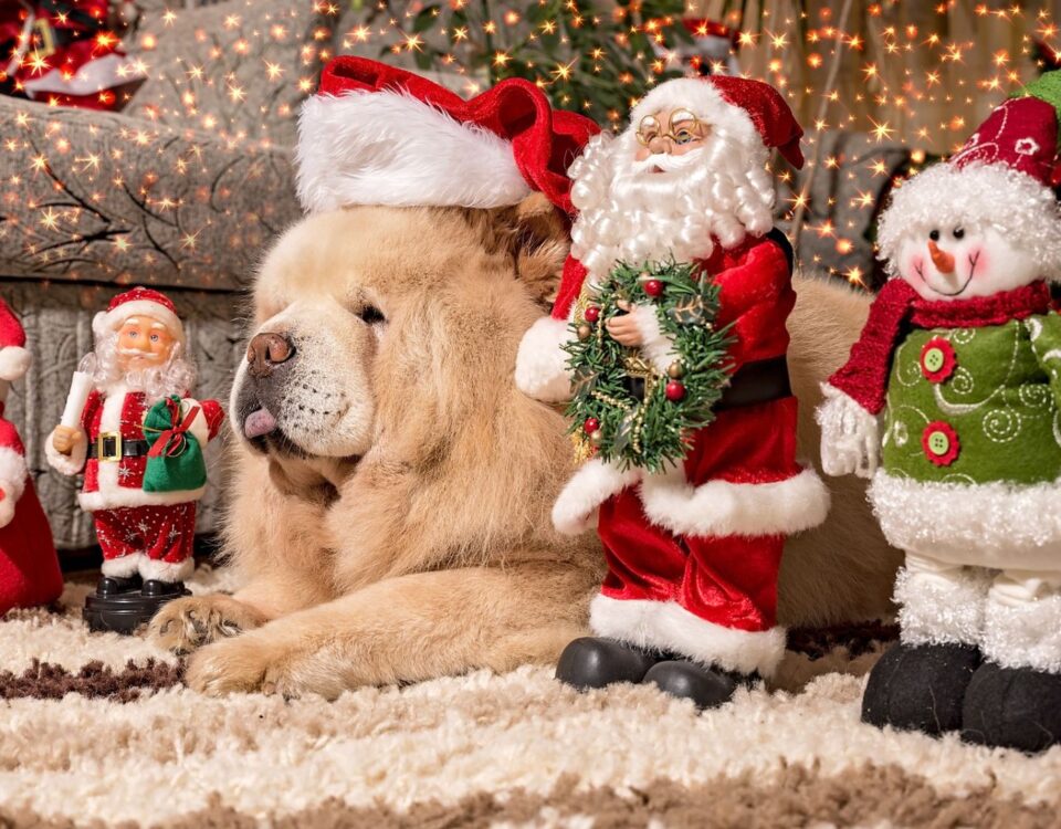Dog wearing a Santa hat surrounded by Santa figurines