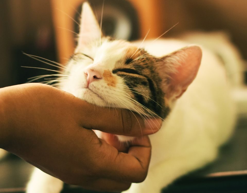 a happy cat getting chin scratches