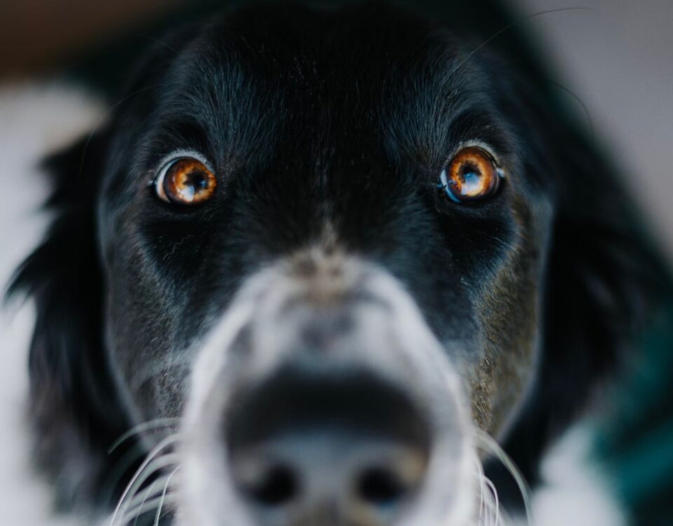Closeup of a dog staring into the camera