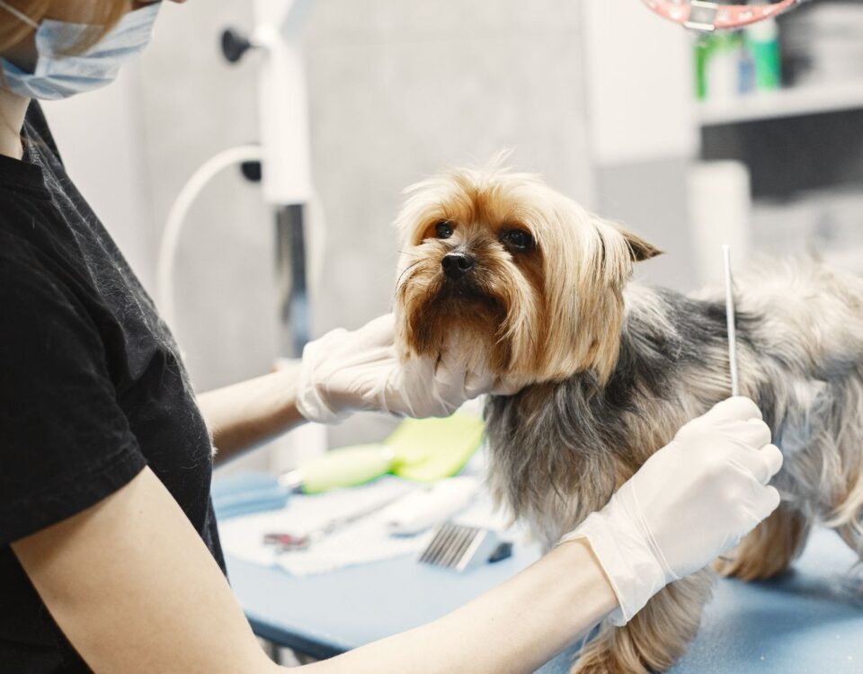 happy dog getting groomed