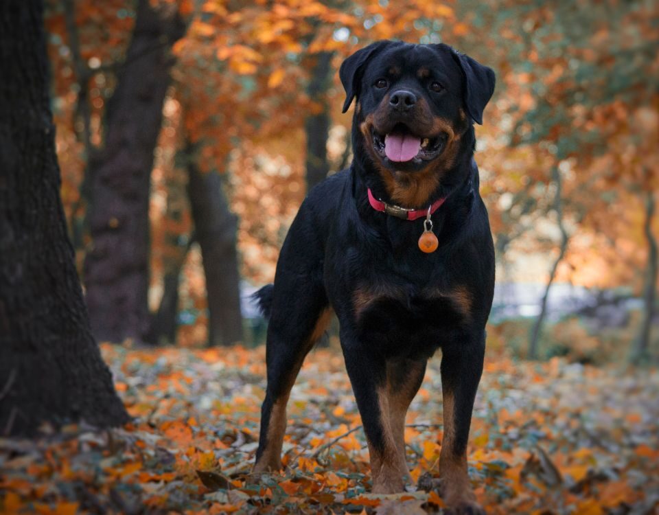 a happy rottweiler outside