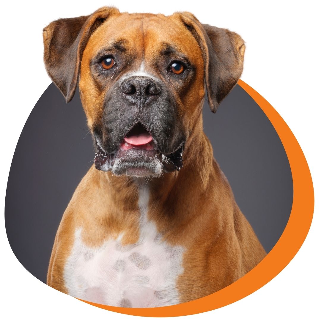 Professional portrait of a boxer dog