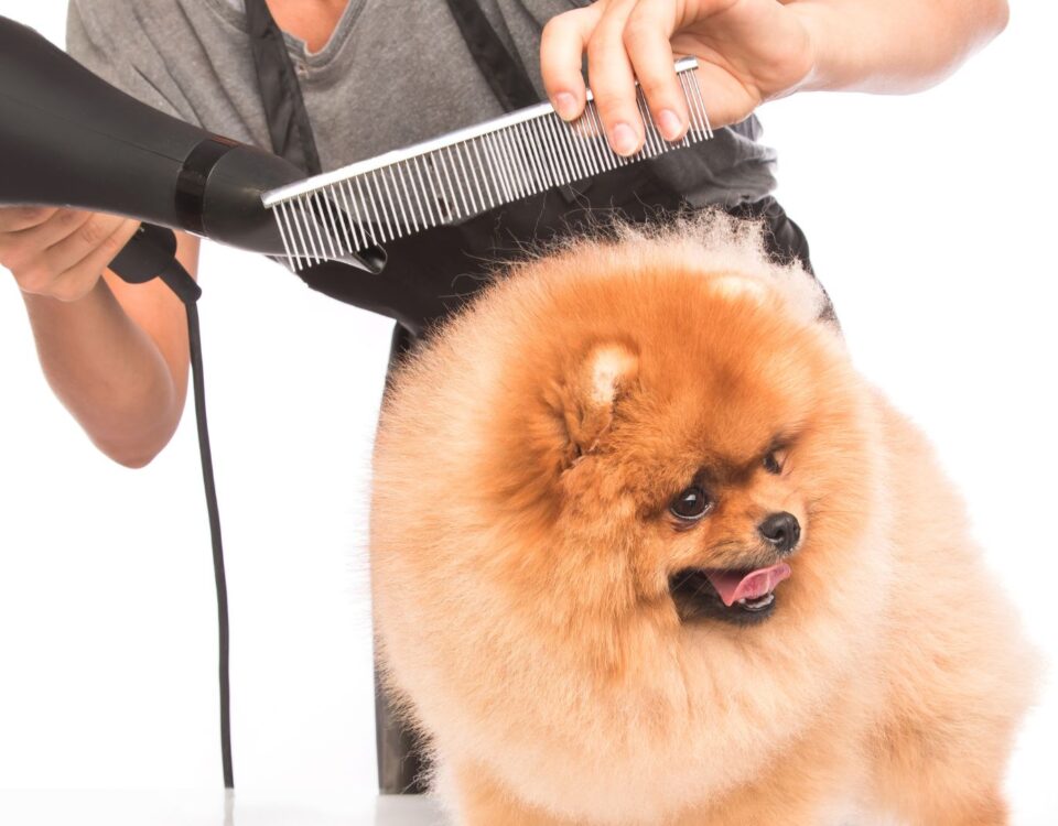 fluffy dog being groomed