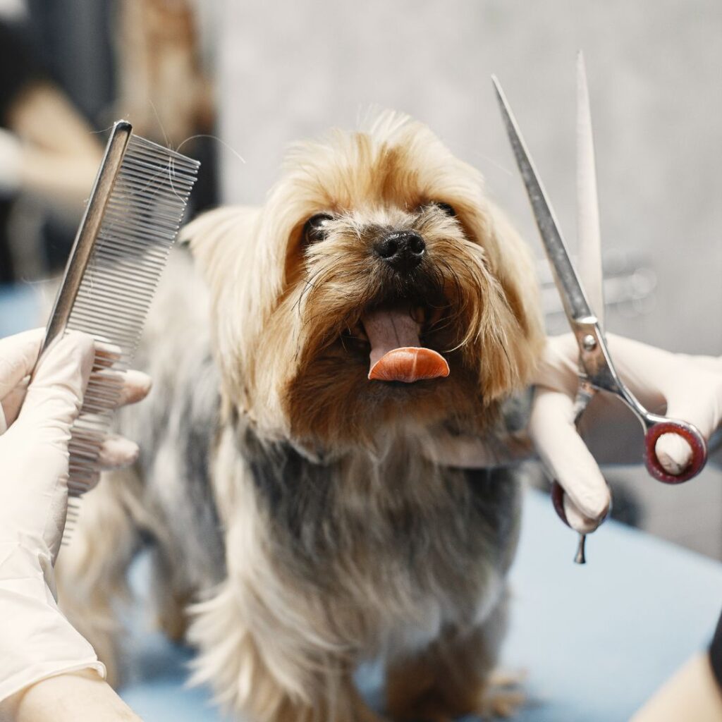 groomer holding tools preparing to trim dog's fur