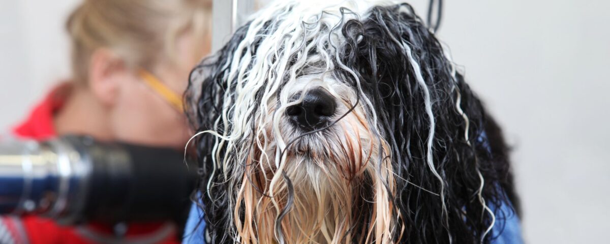 wet dog with long fur