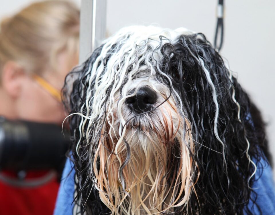 wet dog with long fur